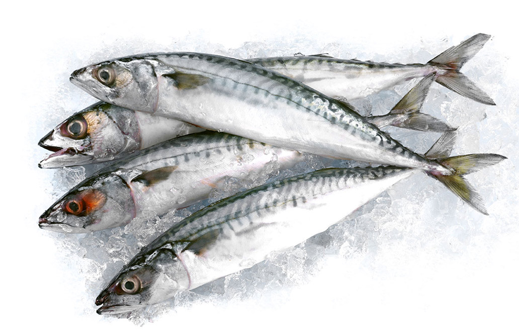 Empresa mayorista de pescado y marisco